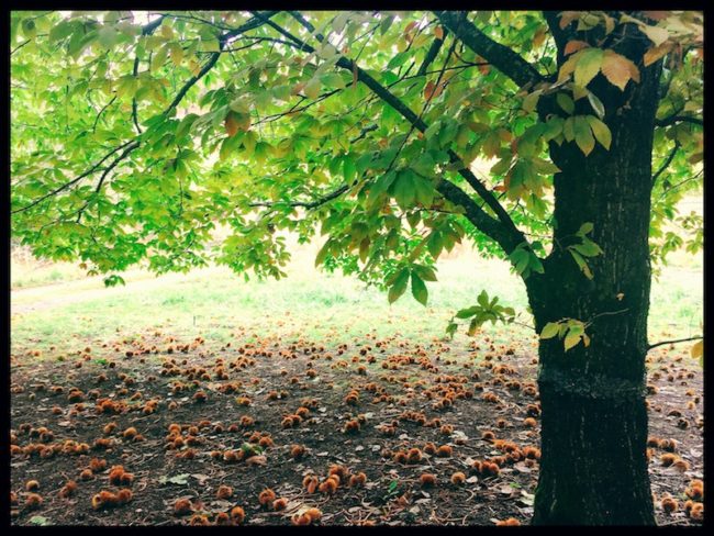 chestnut-grove