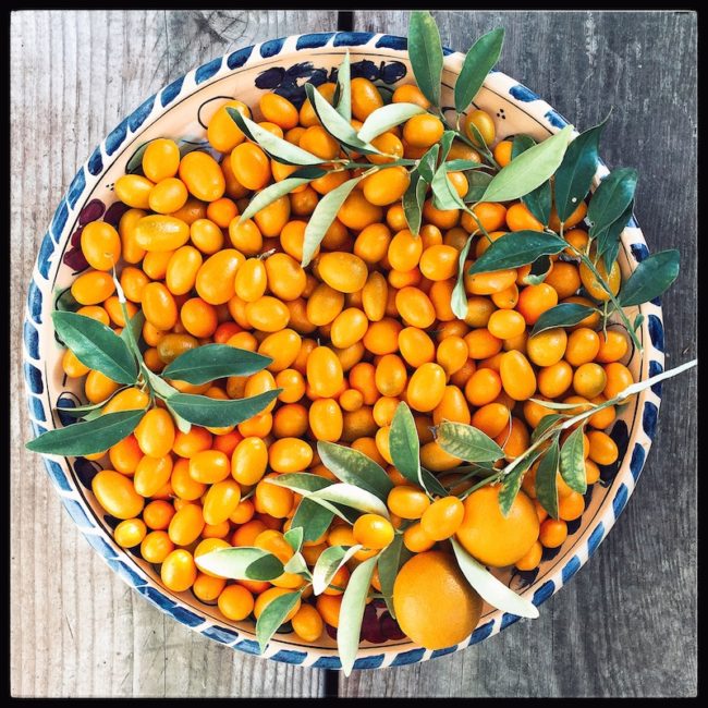 foraged_kumquats